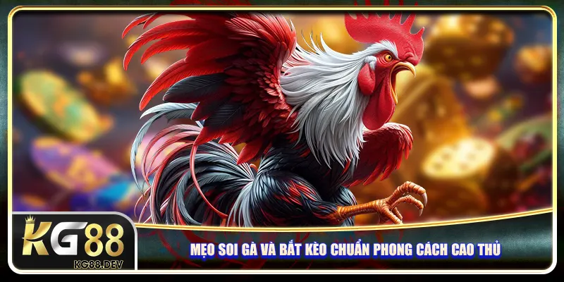 Mẹo soi gà và bắt kèo chuẩn phong cách cao thủ